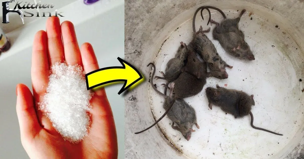 How To Get Rid Of Mice Under Kitchen Sink?