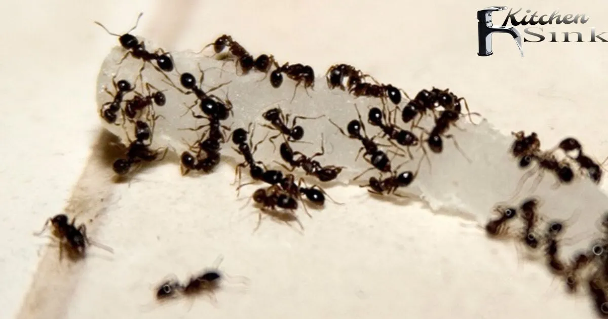 Get Rid Of Small Ants Around Kitchen Sink